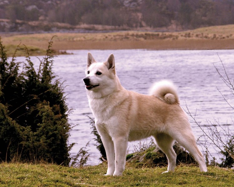 Западносибирская лайка