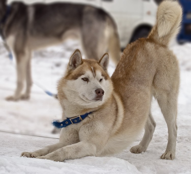 Канадская эскимосская хаски