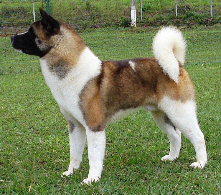 Акита американо