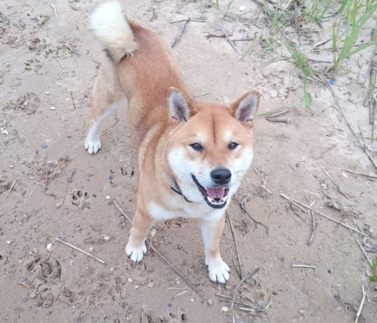 Метис сиба ину и лайки