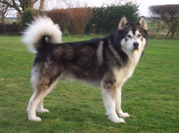 Аляскинский маламут рост