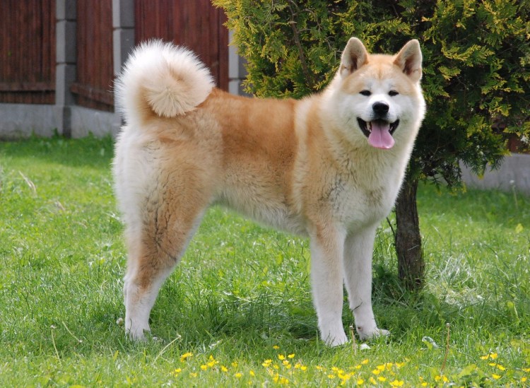 Китайская порода собак Акита ину