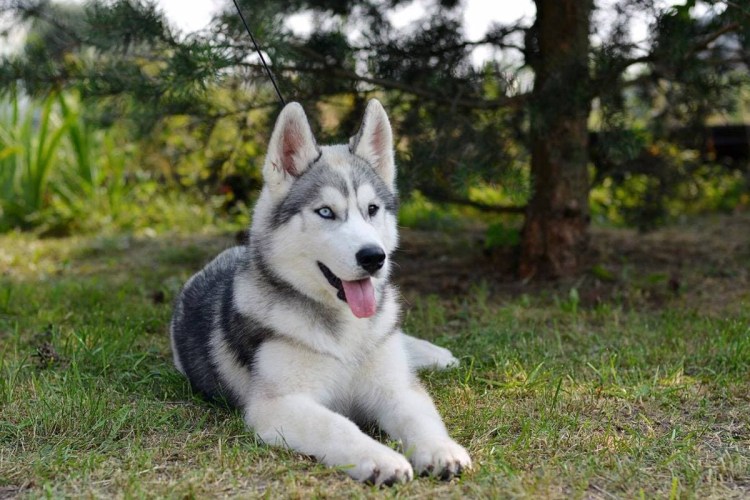 Сибирская лайка хаски