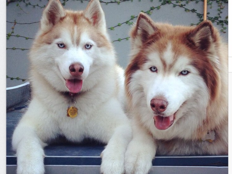 Похожие на хаски