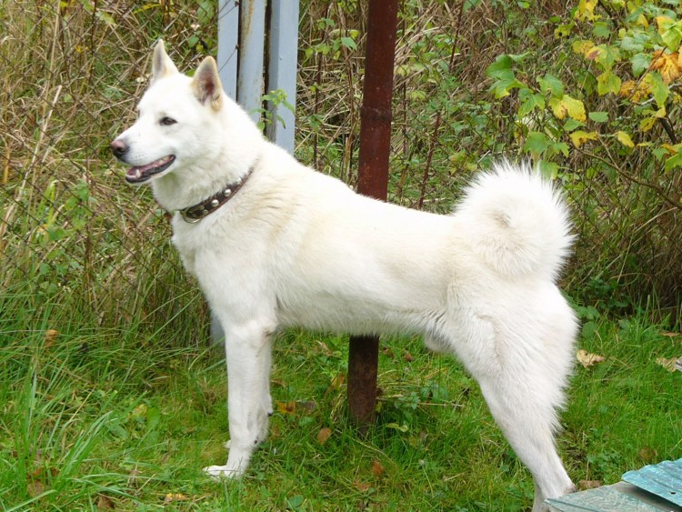 Кишу-ину порода