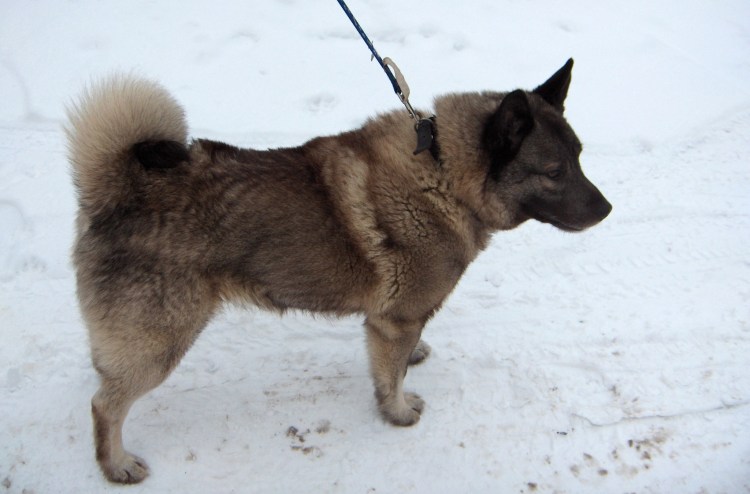 Аляскинский маламут