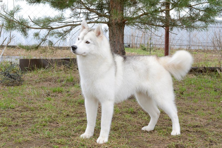 Западно Сибирская лайка белая