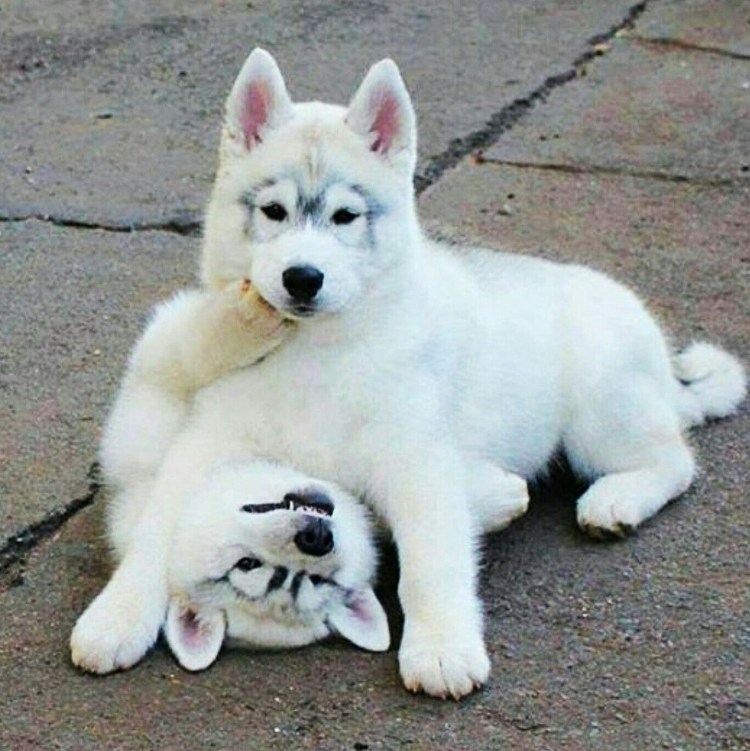 Среднеазиатская лайка