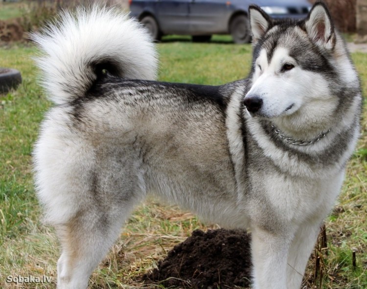 Аляскинский кли Кай взрослый