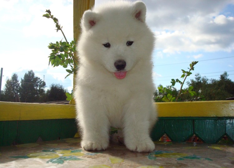 Самоедская лайка