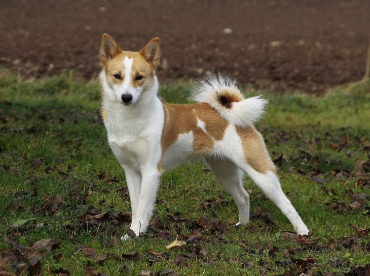 Аляскинский кли-Кай