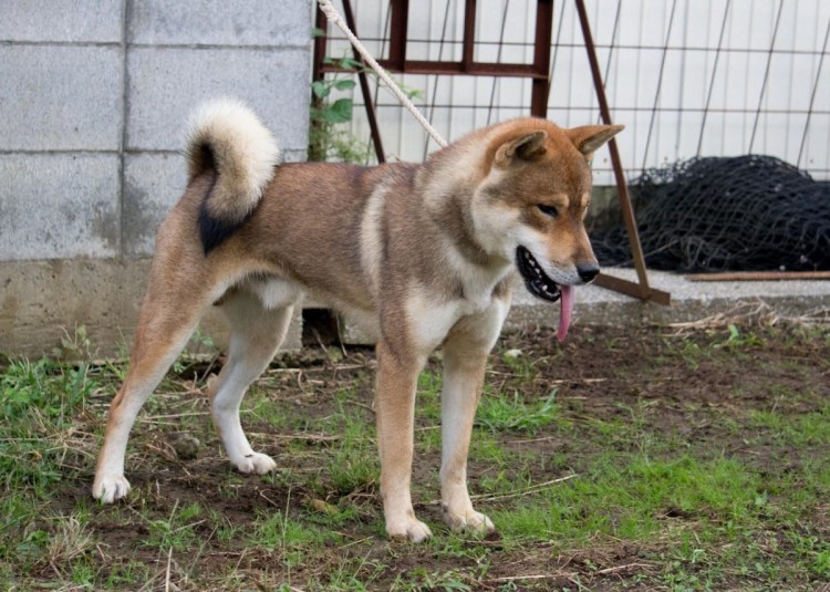 Норвежский элкхаунд рыжий