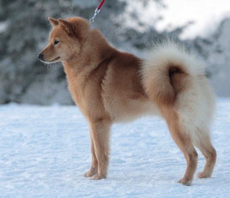 Карело-финская лайка карликовая