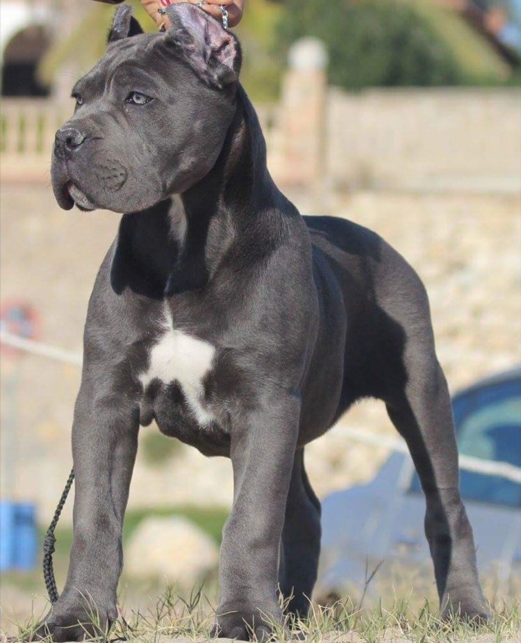 Канарский дог и Кане Корсо