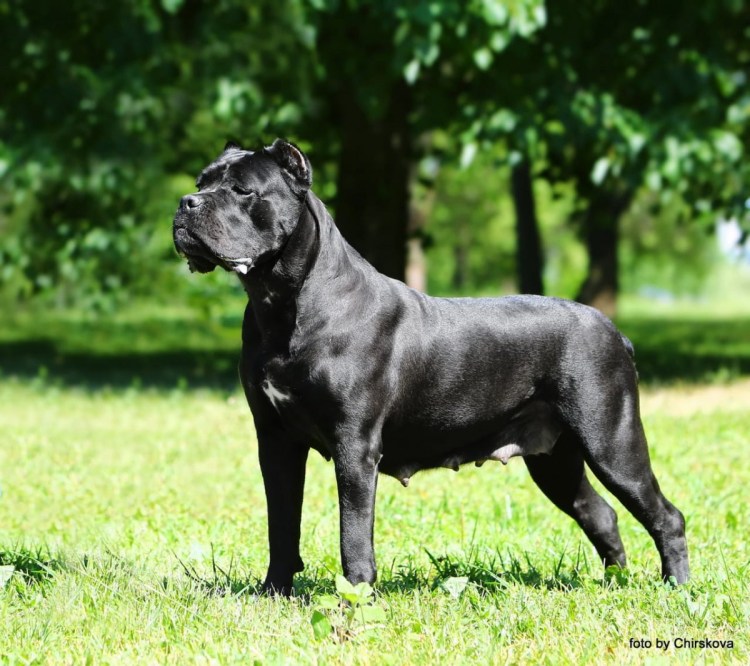 Кане Корсо собака