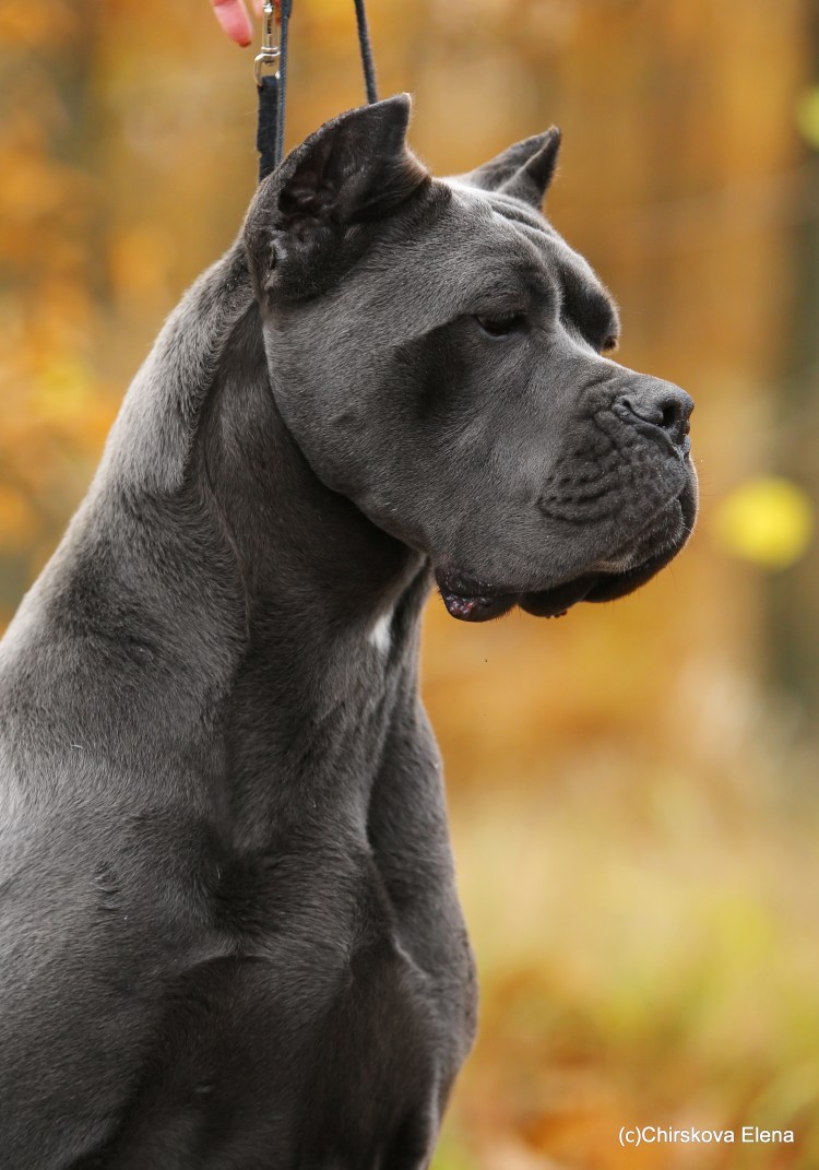 Парада собак Кана Корса