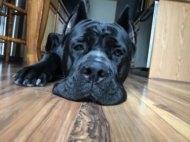 Кане Корсо черный