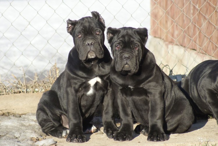 Кане Корсо собака