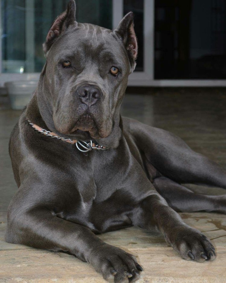 Кане Корсо итальяно