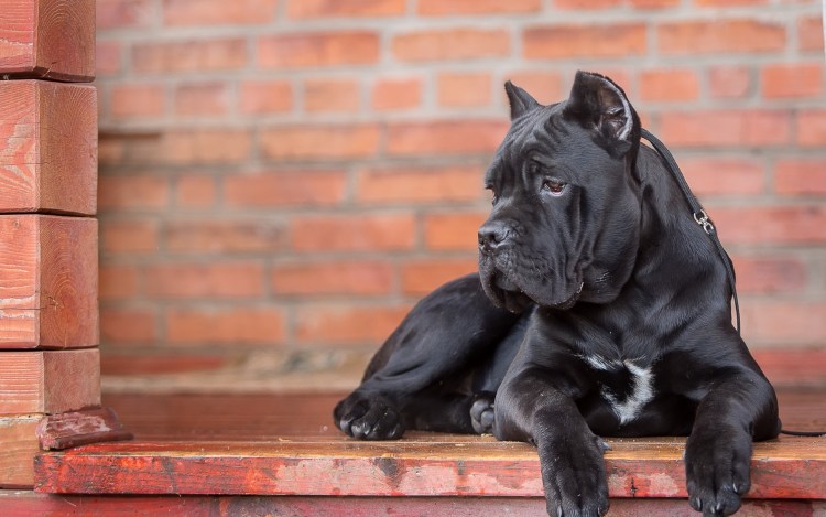 Итальянская сторожевая Кане Корсо