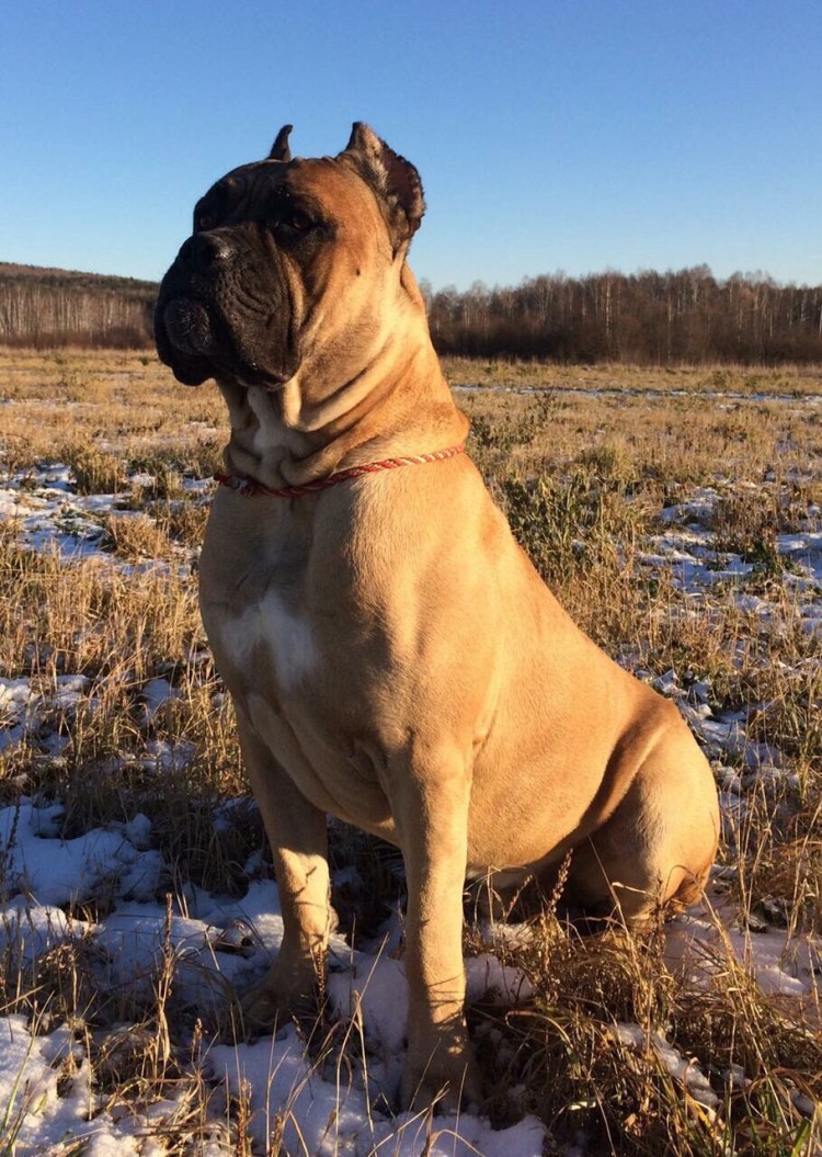 Кане Корсо стандарт