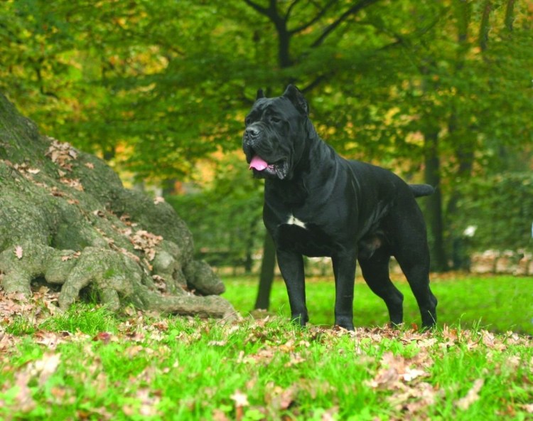 Итальянская порода собак Кане Корсо