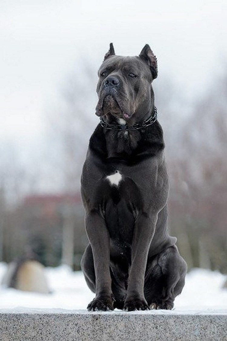 Кане Корсо Молосс