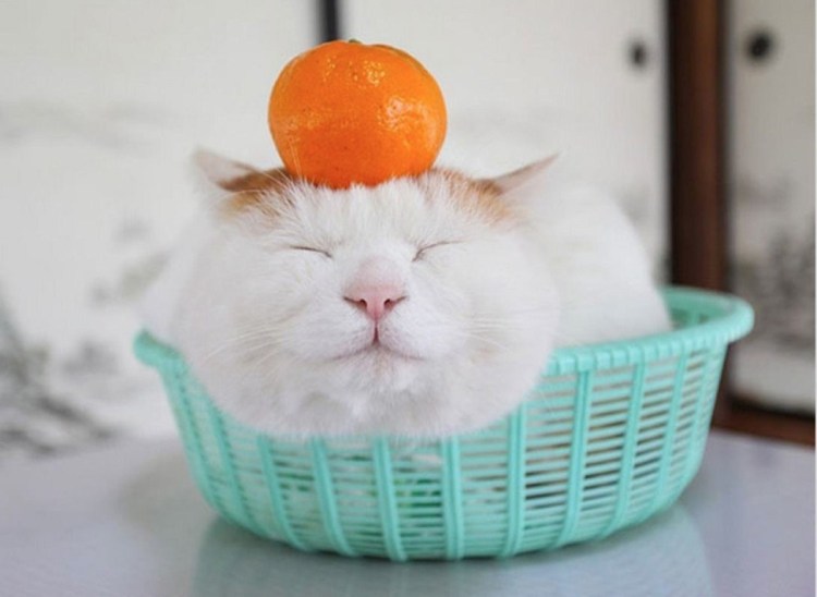 Мандариновый кот