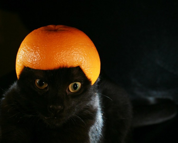 Кот с апельсиновыми глазами