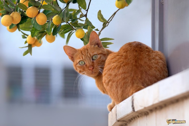 Котята с апельсинами