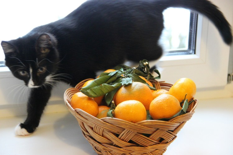 Котик с фруктами