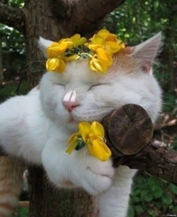 Кот с мандаринами