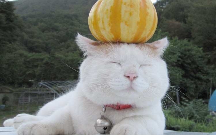 Черный кот осень