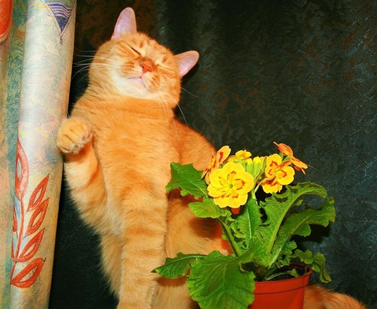 Натюрморт с кошкой