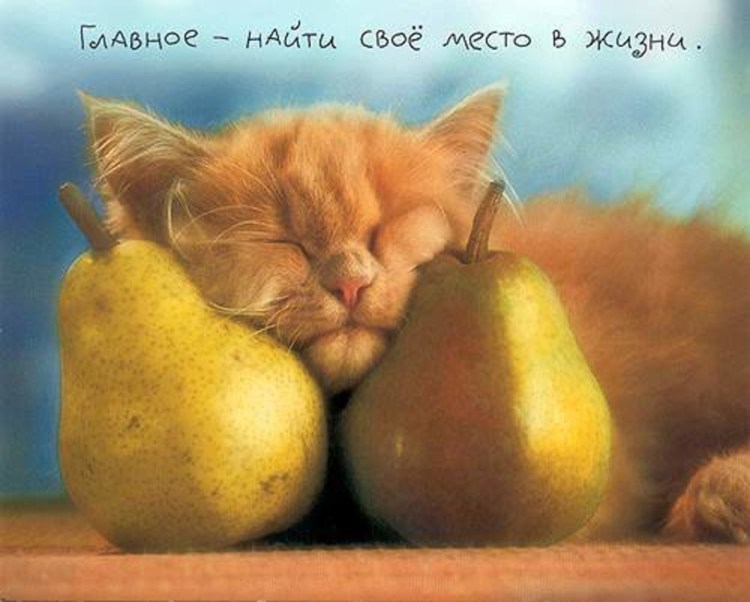 Кот с цветами и апельсинами