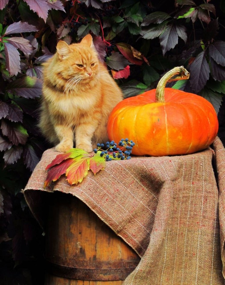 Кот ценитель цветов