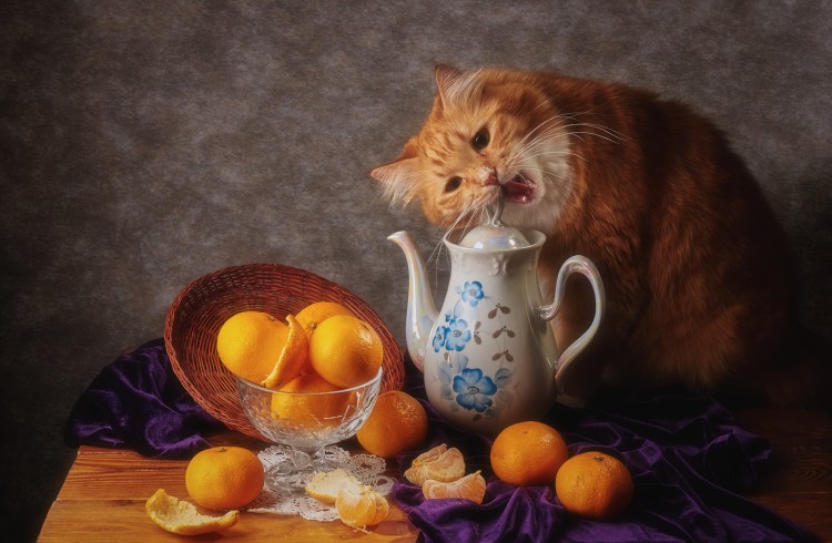 Кот с мандаринами
