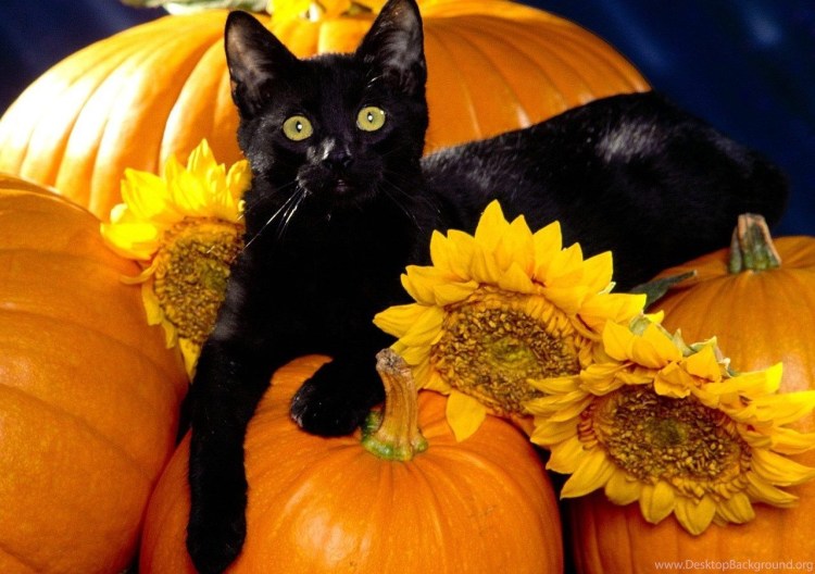 Грелка на чайник кот