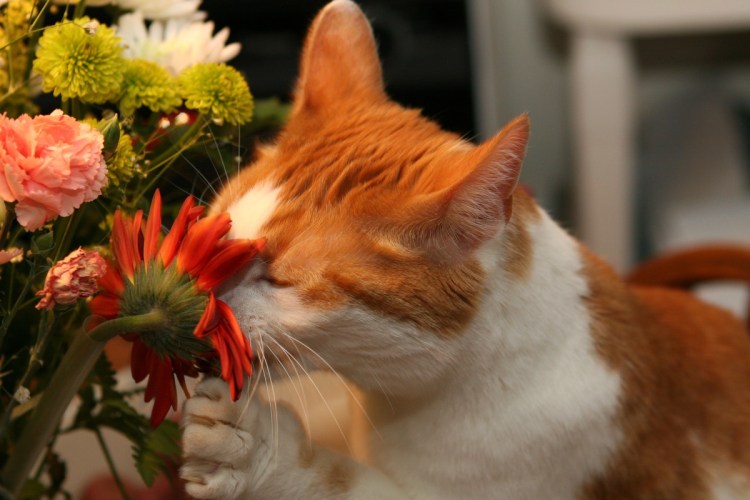 Красивые композиции с мандаринами и котиками