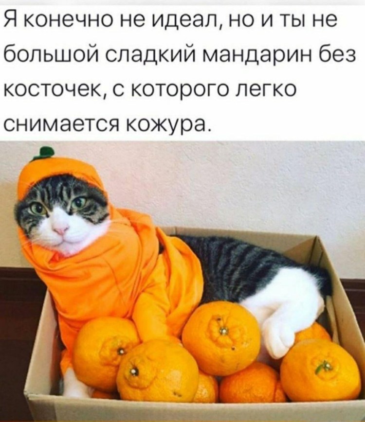 Натюрморт с котом и цветами
