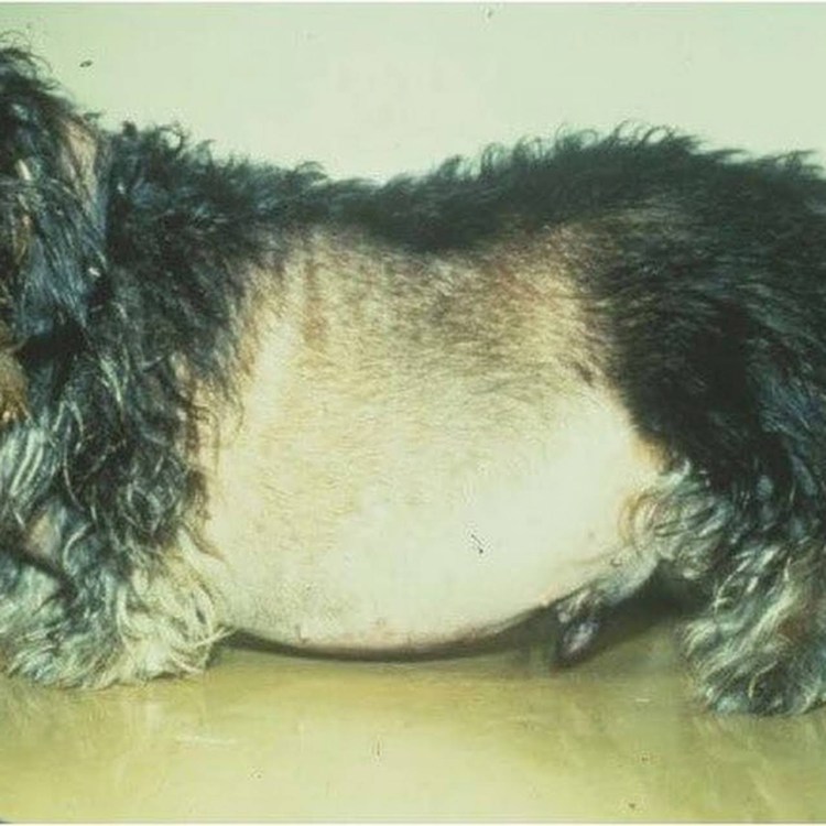 Беременный Бигль