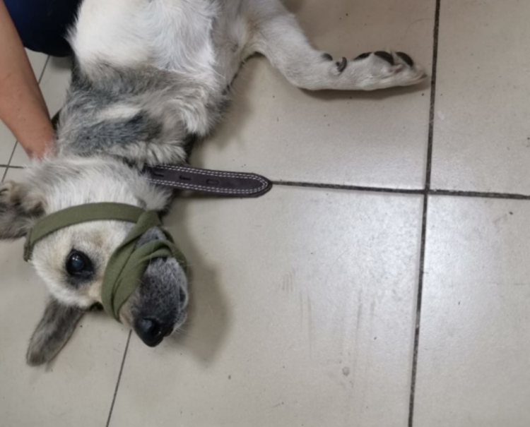 Доброкачественная опухоль у собаки