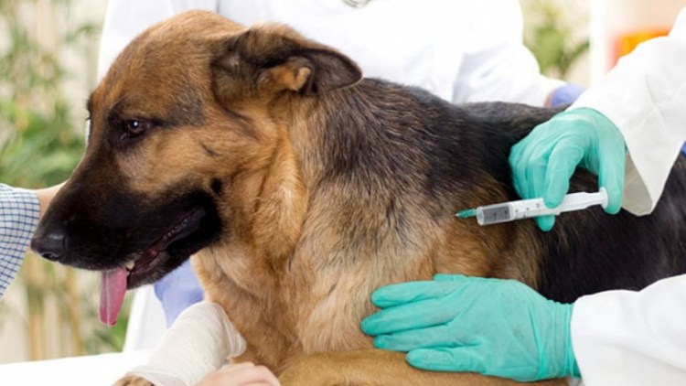 Анатомия собаки 3д