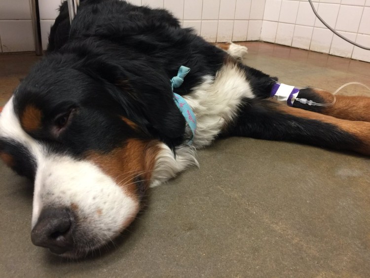 Собака за хвостом