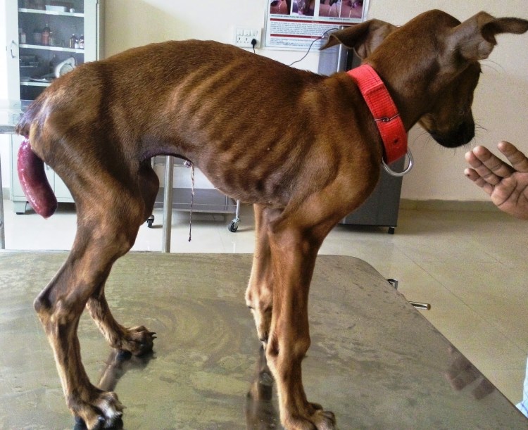 Выпадение железы третьего века у собак