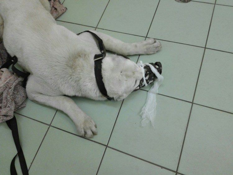 Выпадение матки у алабая