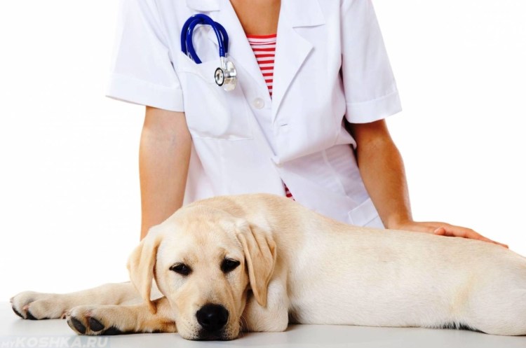 Пиометра собаки рентген