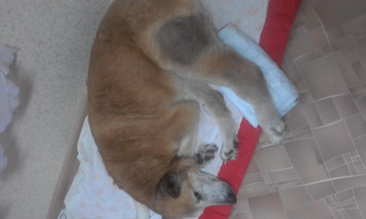 Грустная собака у ветеринара