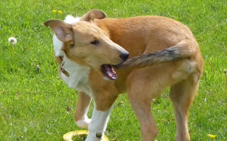 Собака с большими яйцами