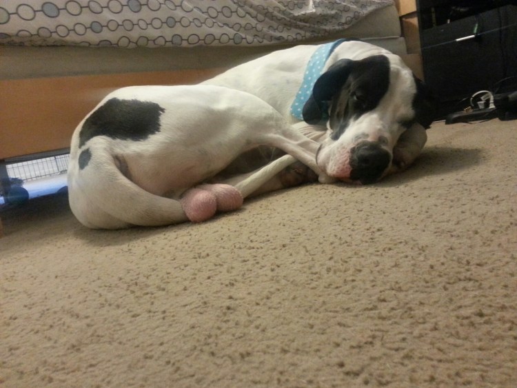 Мёртвая мобака со стрелой